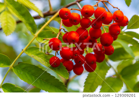A bunch of red rowan berries on a tree 129309201