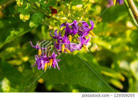 Bittersweet nightshade Solanum dulcamara flowers and buds with leaves. Place for text 129309205