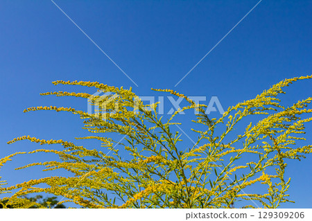 Canadian goldenrod, cluster of small yellow flower heads, close up. Solidago canadensis or brendiae is an ornamental perennial herb, herbaceous flowering plant of the family Asteraceae, Compositae Canadian goldenrod, cluster of small yellow flower heads, close up. Solidago canadensis or brendiae is an ornamental perennial herb, herbaceous flowering plant of the family Asteraceae, Compositae 129309206