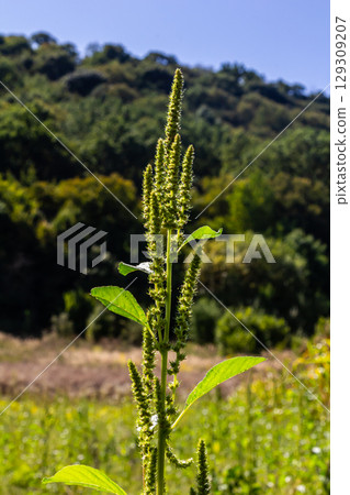 Amaranthus retroflexus, true to one of its common names, forms a tumbleweed. It may be native to the Neotropics or Central and Eastern North America. This plant is eaten as a vegetable in different Amaranthus retroflexus, true to one of its common names, forms a tumbleweed. It may be native to the Neotropics or Central and Eastern North America. This plant is eaten as a vegetable in different 129309207