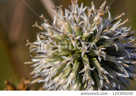 In the wild, the honey plant echinops sphaerocephalus blooms In the wild, the honey plant echinops sphaerocephalus blooms 129309209
