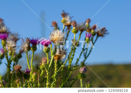 The bright purple flower of the carduus acanthoides, known as the spiny plumeless thistle, welted thistle, or plumeless thistle in front of the dark forest background The bright purple flower of the carduus acanthoides, known as the spiny plumeless thistle, welted thistle, or plumeless thistle in front of the dark forest background 129309210