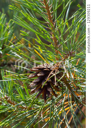 Pinus sylvestris branch with cones in natural environment 129309211