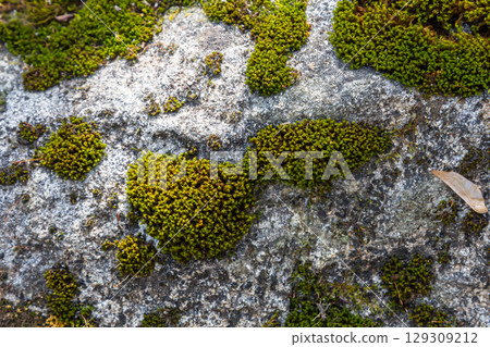 Granite moss, also called rock moss in nature Granite moss, also called rock moss in nature 129309212
