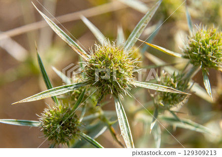 In the wild grows a thistle Eryngium Campestre, known as field eryngo. It is a species of Eryngium, which is used medicinally In the wild grows a thistle Eryngium Campestre, known as field eryngo. It is a species of Eryngium, which is used medicinally 129309213