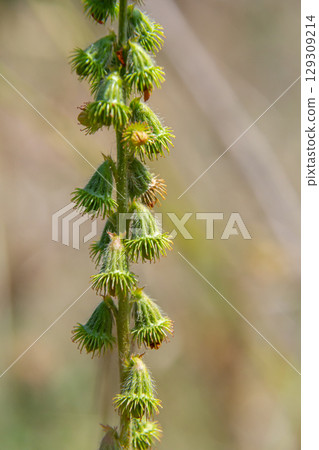 Common agrimony seeds, Latin name Agrimonia eupatoria Common agrimony seeds, Latin name Agrimonia eupatoria 129309214