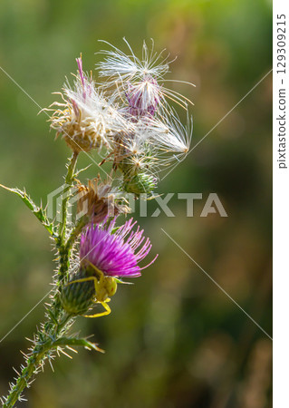 The bright purple flower of the carduus acanthoides, known as the spiny plumeless thistle, welted thistle, or plumeless thistle in front of the dark forest background The bright purple flower of the carduus acanthoides, known as the spiny plumeless thistle, welted thistle, or plumeless thistle in front of the dark forest background 129309215