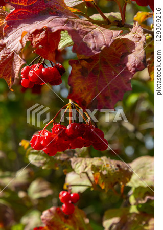 Viburnum ordinary , or Viburnum red Viburnum opulus is a deciduous woody plant in autumn Viburnum ordinary , or Viburnum red Viburnum opulus is a deciduous woody plant in autumn 129309216