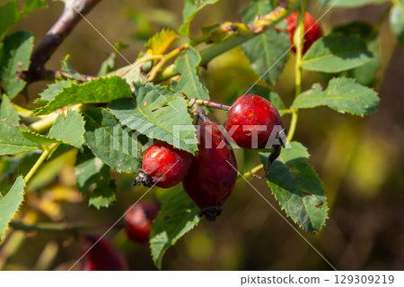 Red dog rose berries in autumn season. Many Red rosehip fruits and green leaves in sunny day Red dog rose berries in autumn season. Many Red rosehip fruits and green leaves in sunny day 129309219