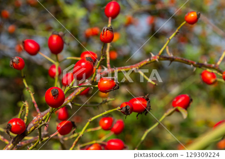 Red dog rose berries in autumn season. Many Red rosehip fruits and green leaves in sunny day 129309224