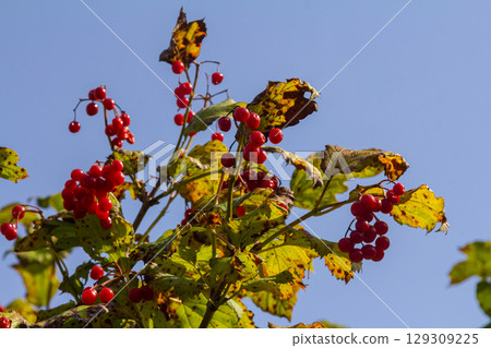 Viburnum ordinary , or Viburnum red Viburnum opulus is a deciduous woody plant in autumn 129309225