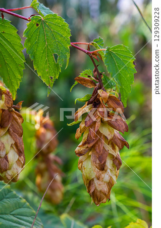 Hops flowers, of the hop plant Humulus lupulus, for beer production growing in the Bavaria by the Danube river on a sunny day 129309228