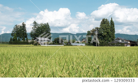 Country landscape in summer 129309333