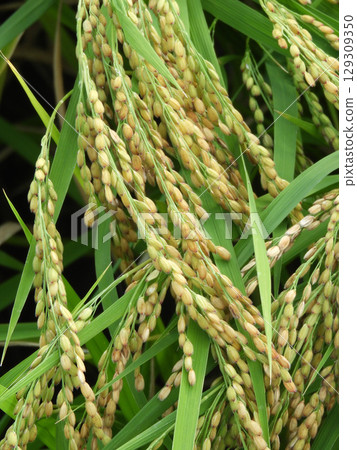 Autumn rice 129309350