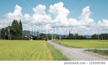 Country landscape in summer Country landscape in summer 129309360
