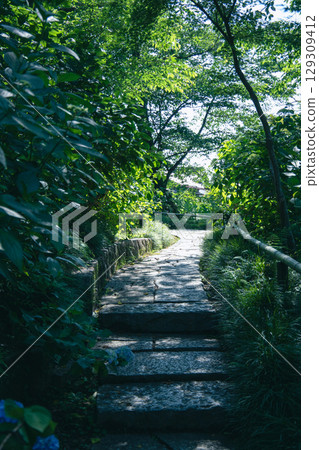 Stone steps in the sunlight filtering through the trees on a sunny day Stone steps in the sunlight filtering through the trees on a sunny day 129309412