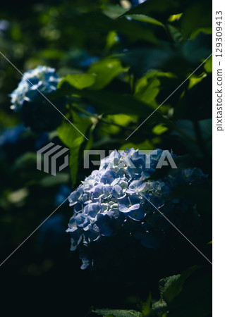悄悄綻放的繡球花 悄悄綻放的繡球花 129309413