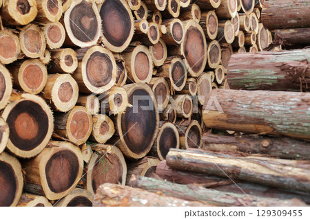Felled and stacked timber Felled and stacked timber 129309455