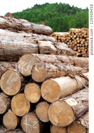 Felled and stacked timber 129309458