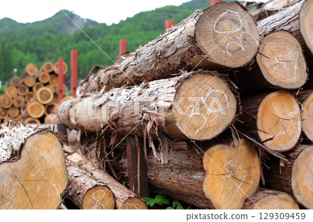 砍伐並堆疊的木材 砍伐並堆疊的木材 129309459