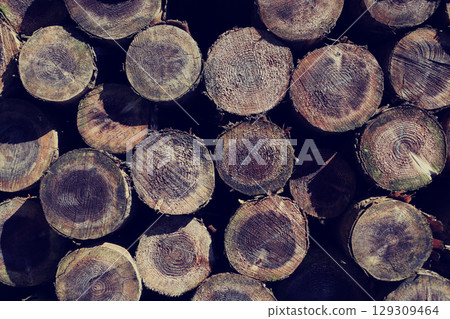 Felled and stacked timber 129309464
