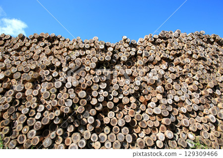 Felled and stacked timber 129309466