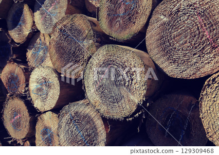 Felled and stacked timber Felled and stacked timber 129309468