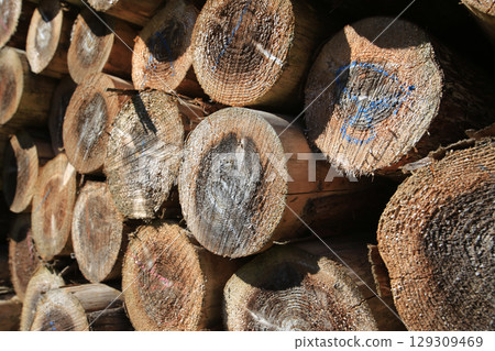Felled and stacked timber 129309469