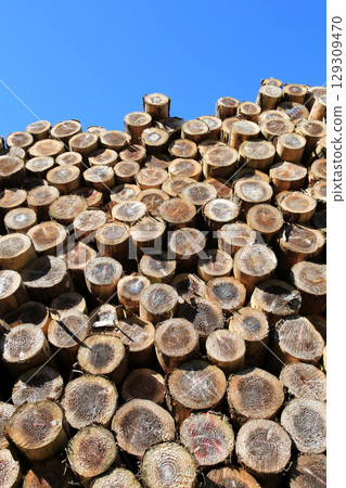 砍伐並堆疊的木材 129309470