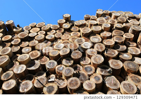 砍伐並堆疊的木材 129309471