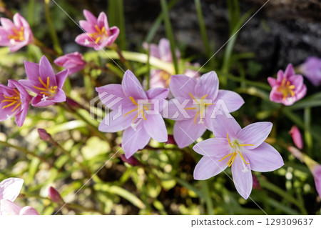 番紅花在初夏盛開 番紅花在初夏盛開 129309637