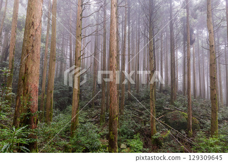 Sugiyama Yakushima, the Island Where Gods Dwell (March) Sugiyama Yakushima, the Island Where Gods Dwell (March) 129309645