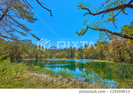 Fresh greenery of Ruri Marsh on the Urabandai Plateau in Fukushima Prefecture, with Mount Kushigamine and Mount Bandai to the south 129309653