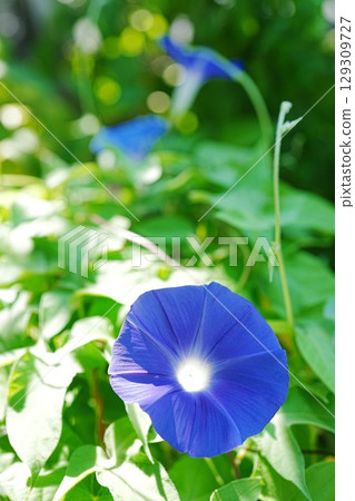 小學生的牽牛花盛開 小學生的牽牛花盛開 129309727