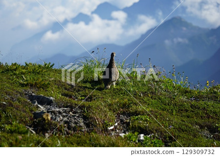 Ptarmigan on Mount Suisho Ptarmigan on Mount Suisho 129309732