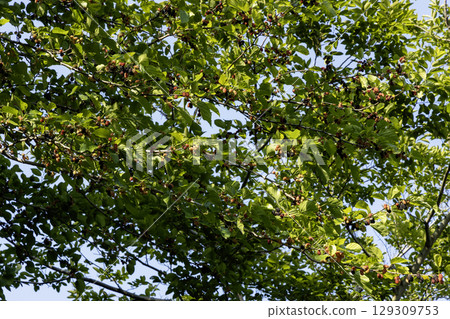 桑葚成熟景象 桑葚成熟景象 129309753