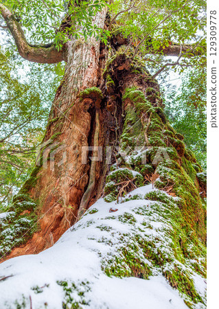 Seven Yakusugi Cedars, Shiratani Unsuikyo Gorge, Yakushima (February) 129309778