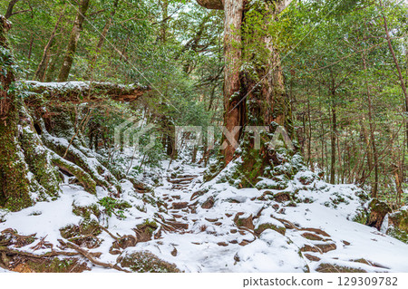 Seven Yakusugi Cedars, Yakushima Shiratani Unsuikyo Gorge (February), Giant Trees Inhabited by Gods 129309782