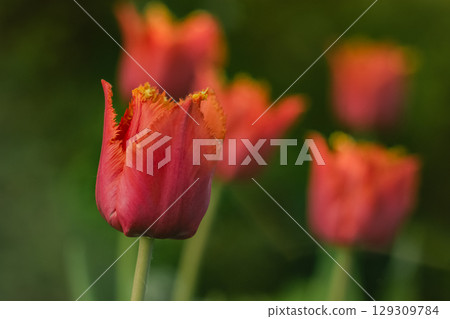 A bright red and yellow tulip in the garden 129309784