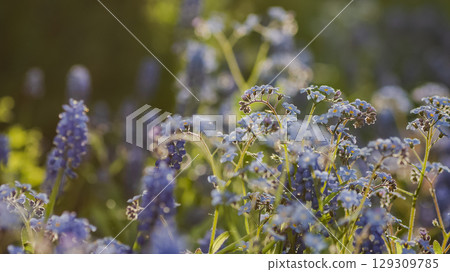 A flower bed with forget-me-nots in the sunset 129309785