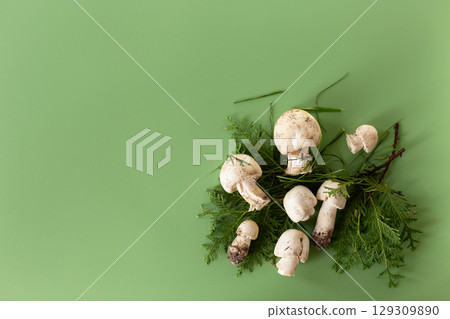 Fresh raw champignons isolated on green background Fresh raw champignons isolated on green background 129309890
