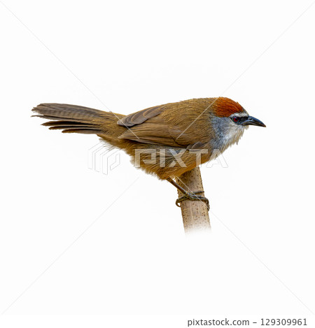 Chestnut-capped Babbler perched on a vertical branch, highlighting its chestnut crown, gray face, and fluffed brown feathers in side view. 129309961