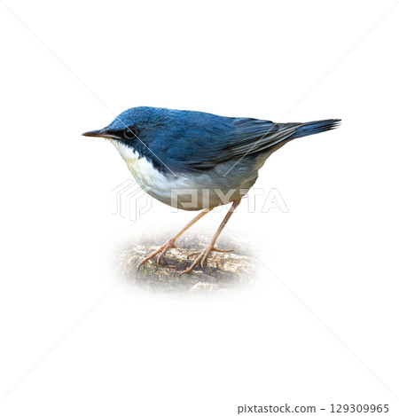 Siberian Blue Robin standing on forest ground, displaying its deep blue upperparts and clean white belly in full side profile. Siberian Blue Robin standing on forest ground, displaying its deep blue upperparts and clean white belly in full side profile. 129309965