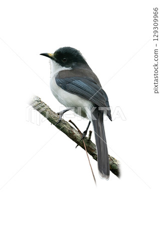 Dark-backed Sibia perched gracefully on a branch, showing off its sleek black and white plumage. 129309966