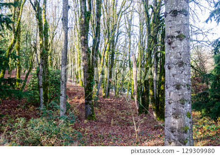 Countryside view of Mission, BC, Canada in the Autumn 129309980
