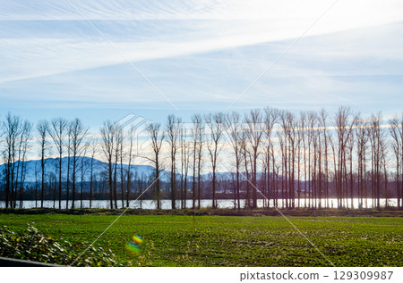 Tall trees in a row on the banks of Fraser River at Mission, BC, Canada 129309987