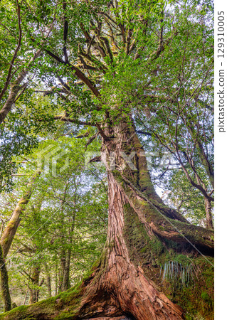 屋久島白谷雲水峽三足屋久杉（二月），神居住的巨樹 129310005