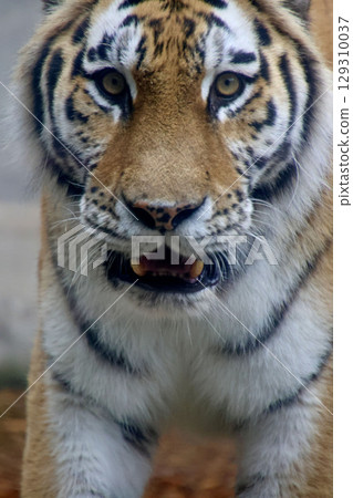 東北虎/旭山動物園（北海道旭川市） 129310037