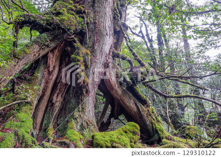 Yakusugi Cedars, Yakushima Shiratani Unsuikyo Gorge (February) Giant trees where gods reside Yakusugi Cedars, Yakushima Shiratani Unsuikyo Gorge (February) Giant trees where gods reside 129310122
