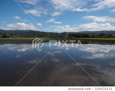 映照在水中的關中平原的夏日（兩種作物的田園風光） 129310131